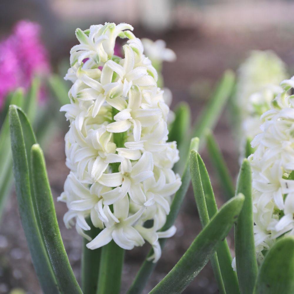 Hyacinth Aiolos - Longfield Gardens
