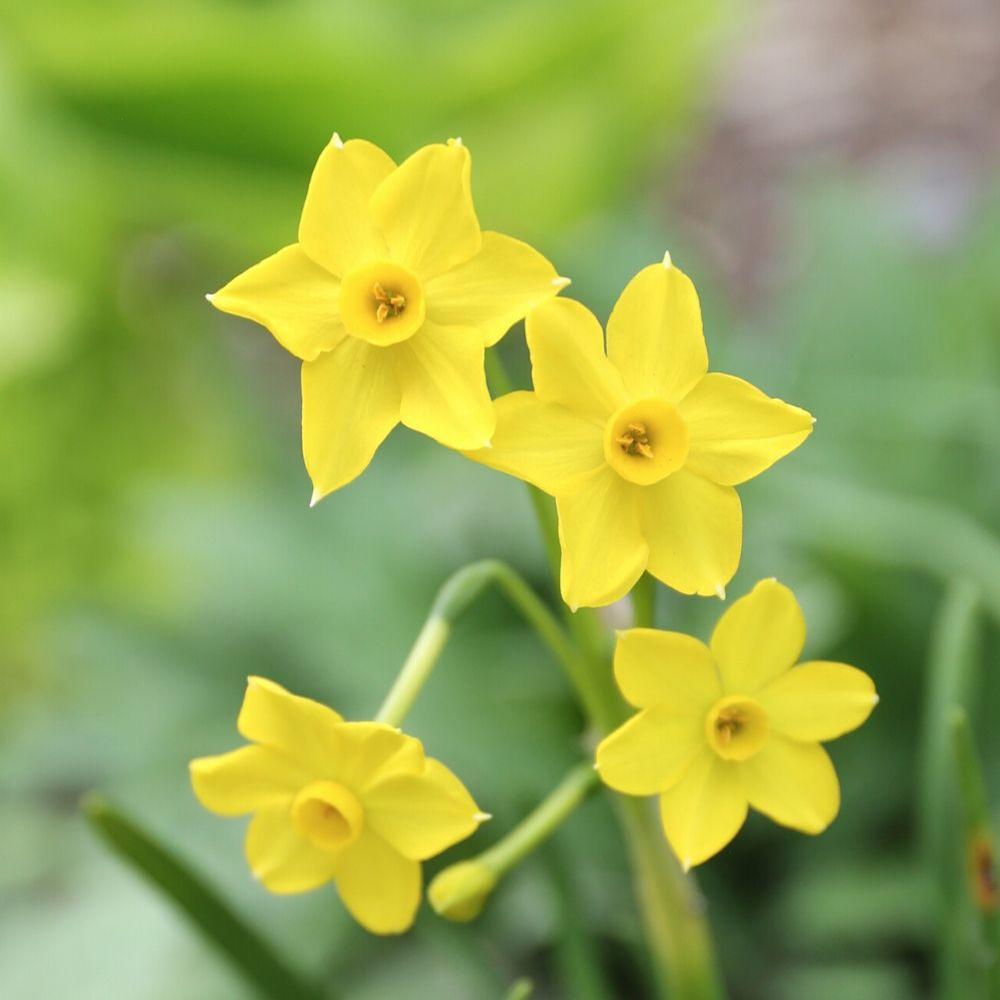 Daffodil (Narcissus) Baby Boomer - Longfield Gardens