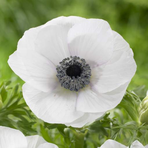 Anemone Black Eyed - Longfield Gardens