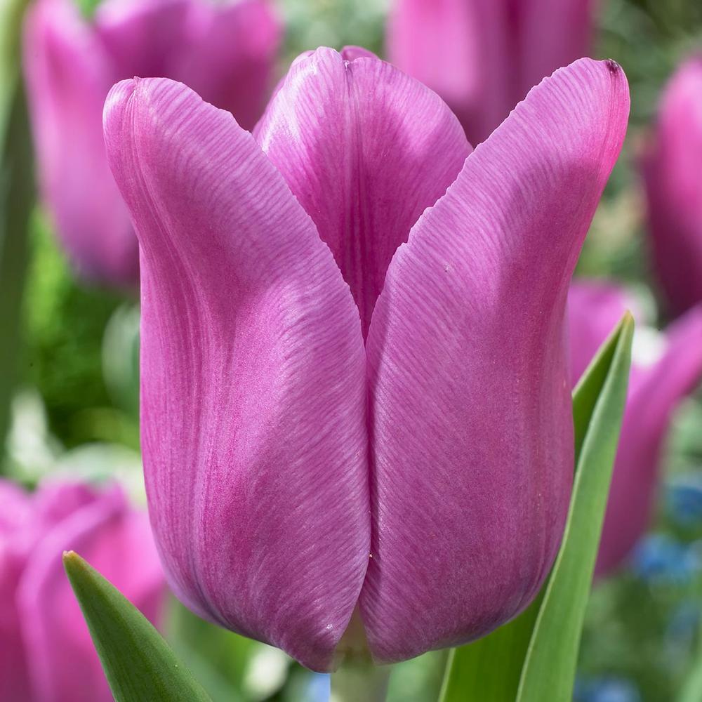 Tulip Blue Beauty - Longfield Gardens