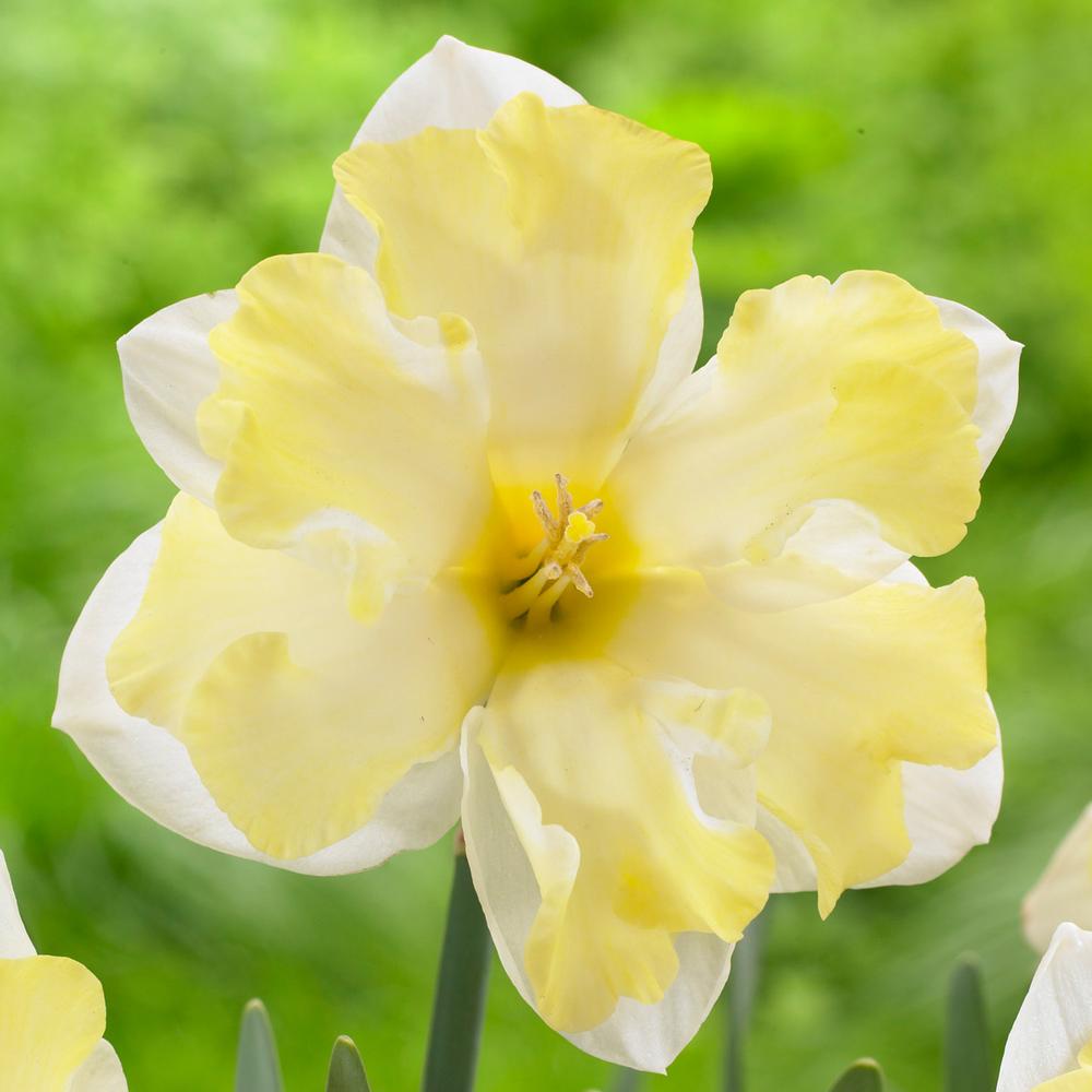 Daffodil (Narcissus) Cassata - Longfield Gardens