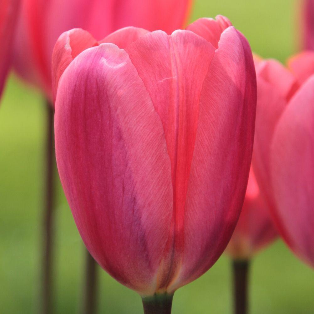 Tulip Cosmopolitan - Longfield Gardens