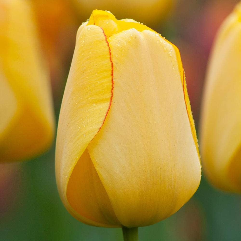 Tulip Golden Parade - Longfield Gardens