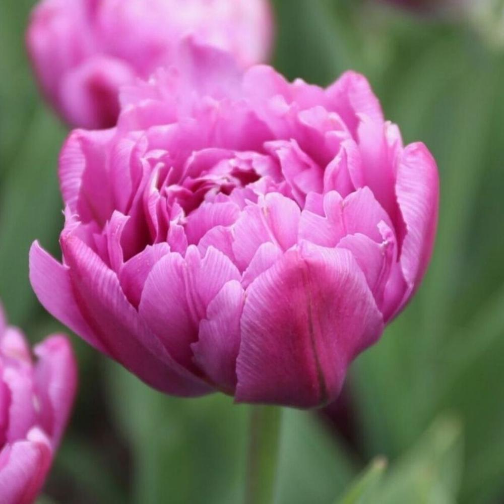 Tulip Margarita - Longfield Gardens