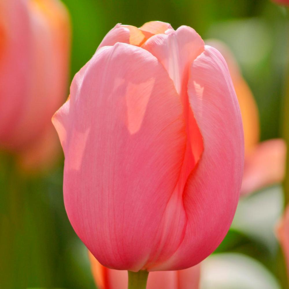 Tulip Menton - Longfield Gardens