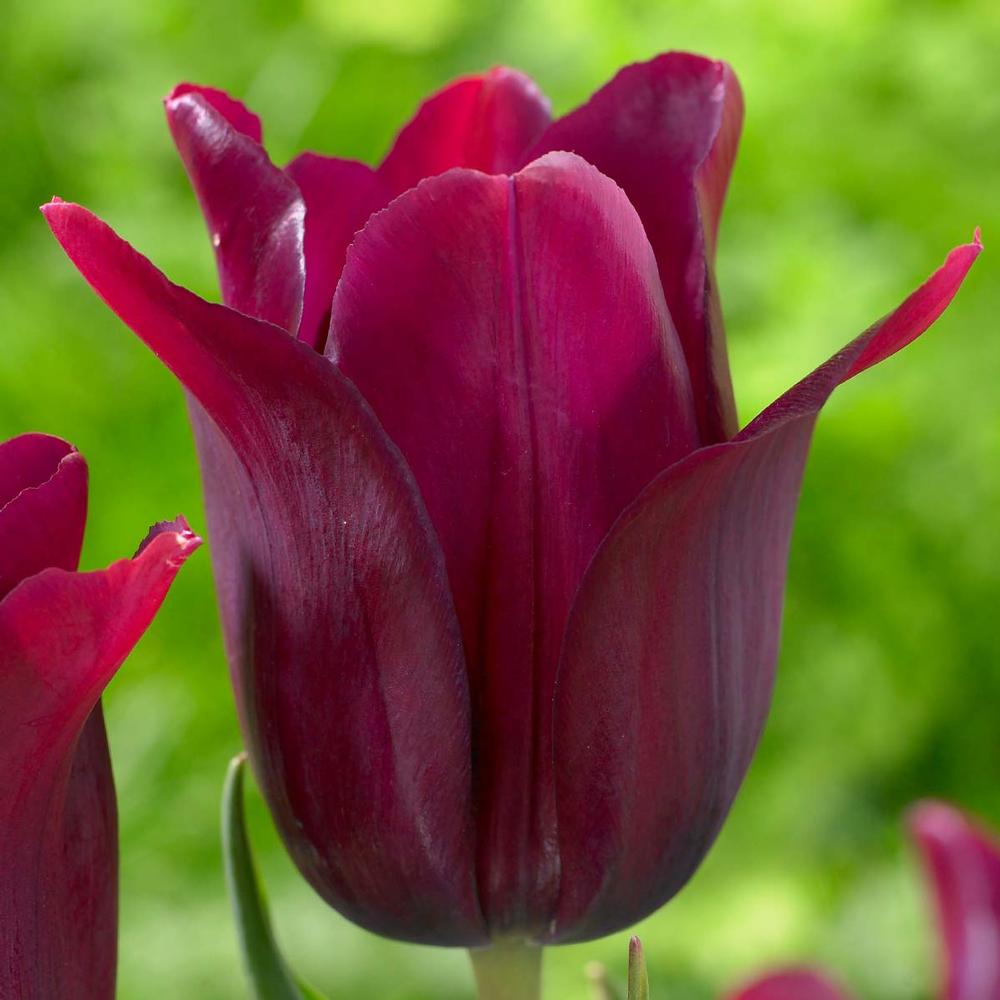 Tulip Merlot - Longfield Gardens