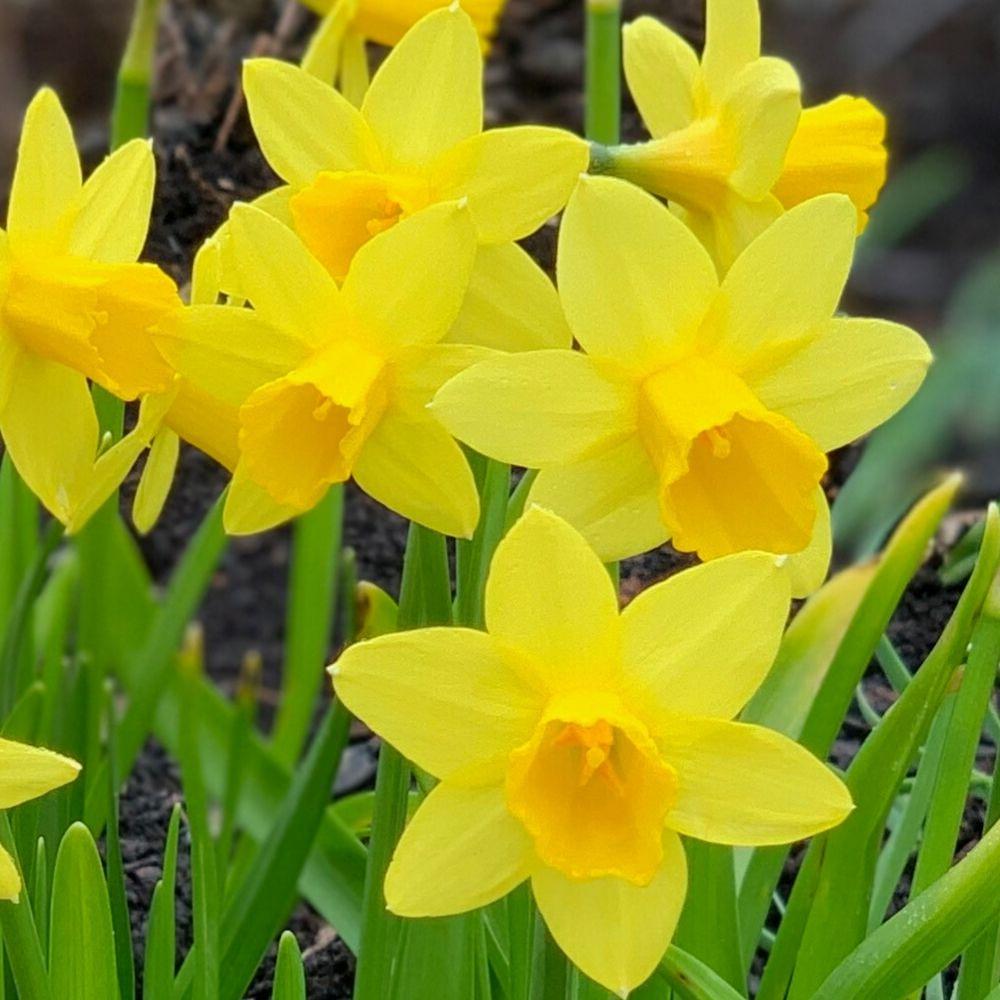 Daffodil (Narcissus) Tete a Tete - Longfield Gardens
