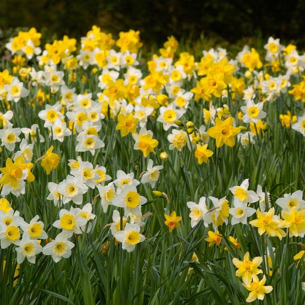 Daffodil (Narcissus) Naturalizing Mix - Longfield Gardens