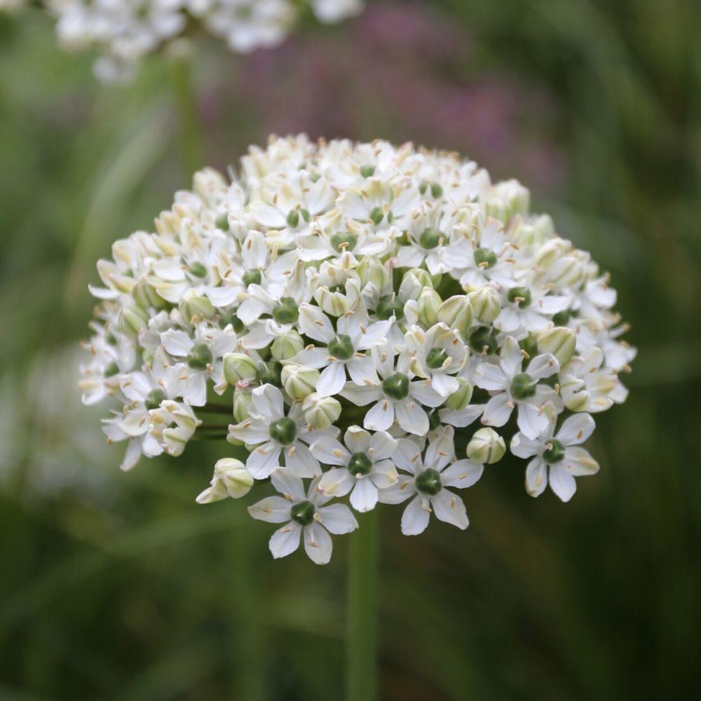 Allium Nigrum - Longfield Gardens