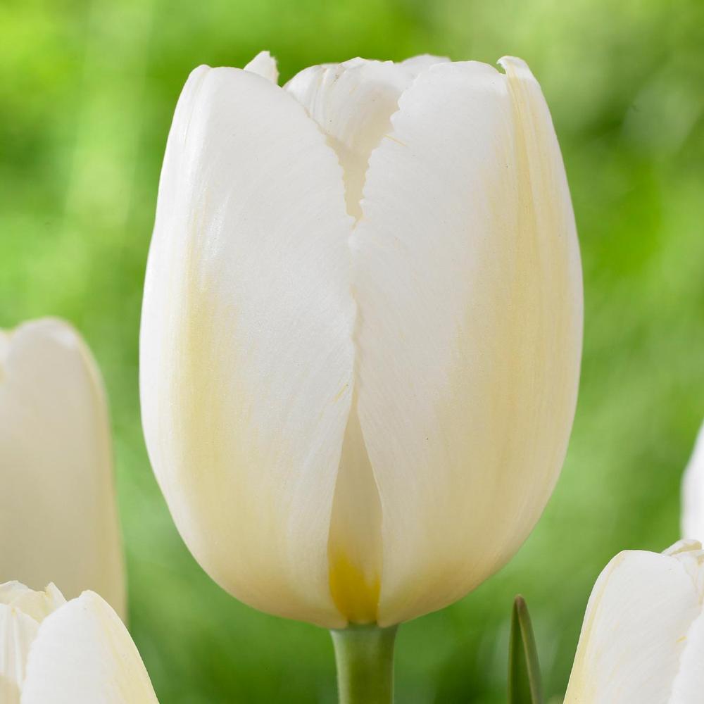 Tulip Pays Bas - Longfield Gardens