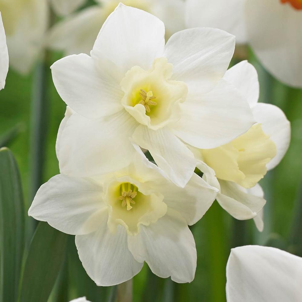 Daffodil (Narcissus) Pueblo - Longfield Gardens