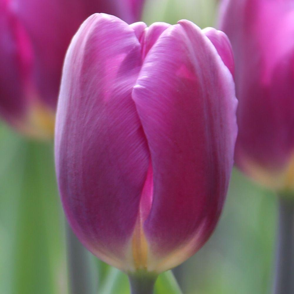 Tulip Purple Flag - Longfield Gardens