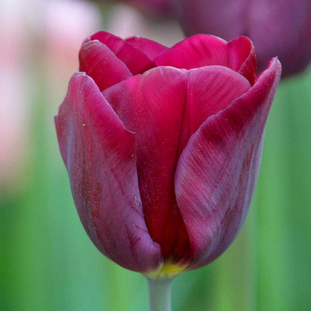 Tulip Purple Lady - Longfield Gardens