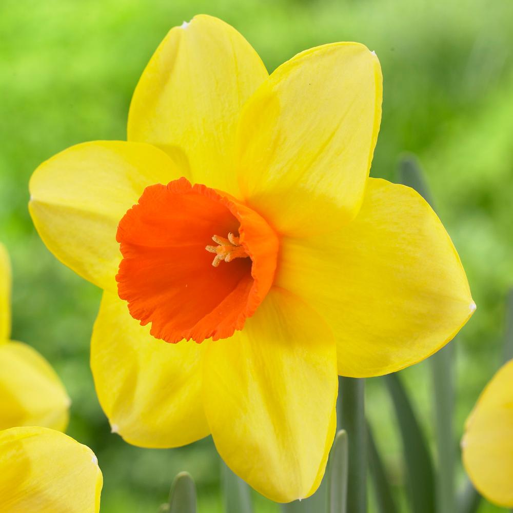 Daffodil (Narcissus) Red Devon - Longfield Gardens