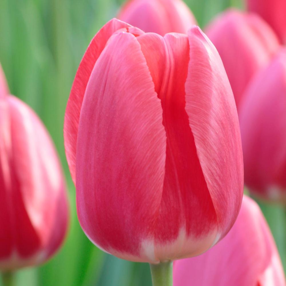 Tulip Rosy Delight - Longfield Gardens