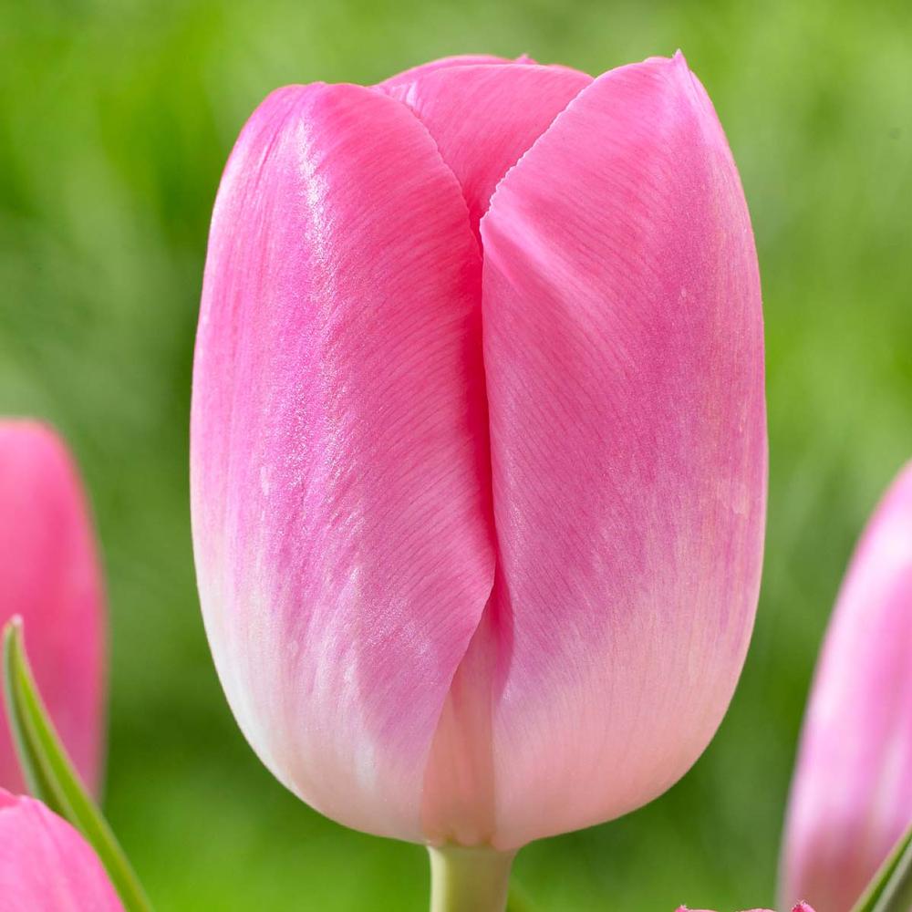 Tulip Sauterness - Longfield Gardens