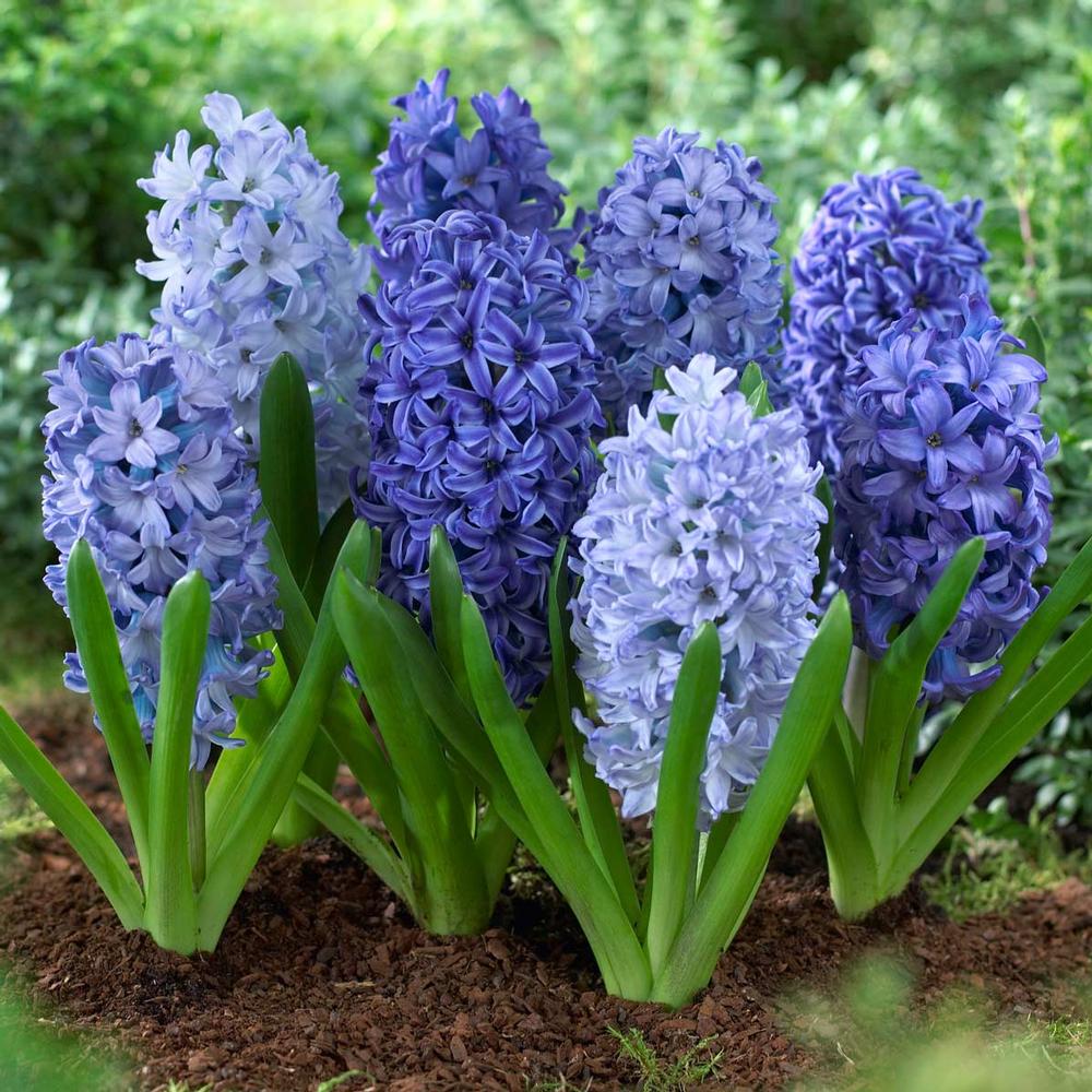 Hyacinth Shades of Blue - Longfield Gardens