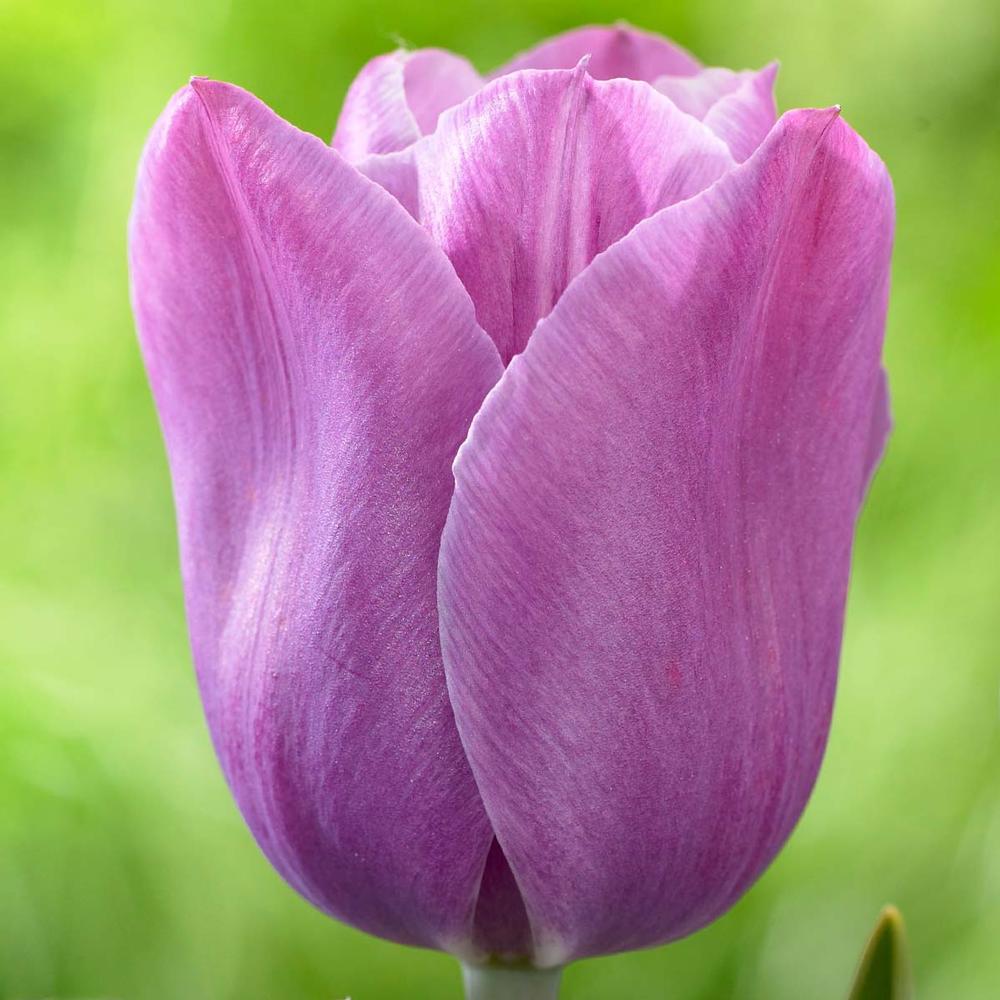 Tulip Violet Beauty - Longfield Gardens