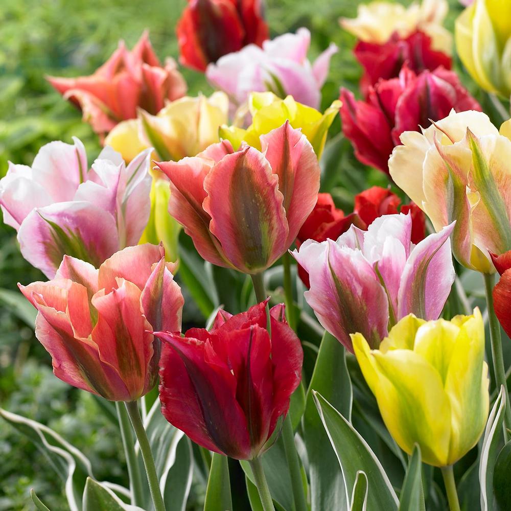 Tulip Viridiflora Assorted - Longfield Gardens