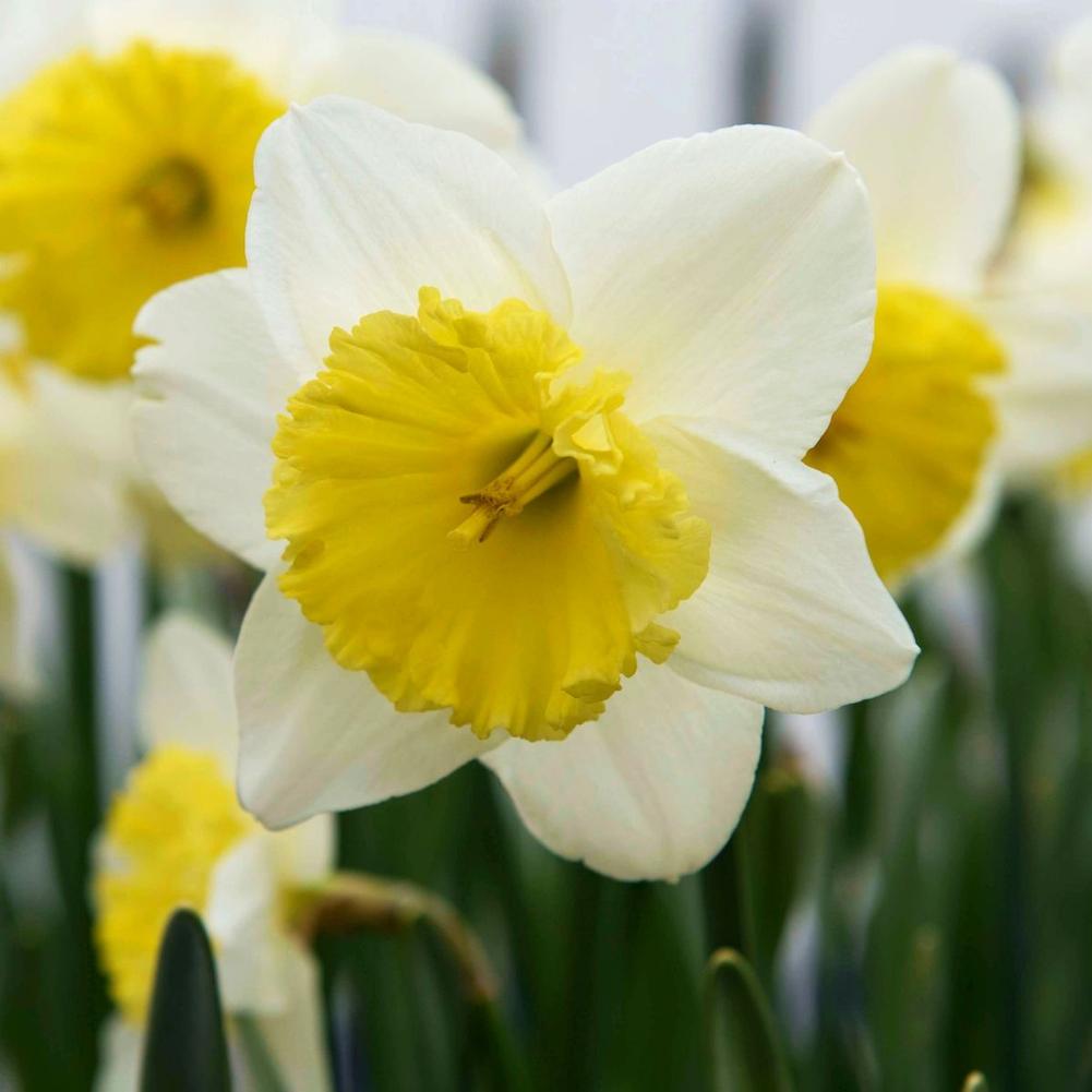 Daffodil (Narcissus) Ice Follies - Longfield Gardens