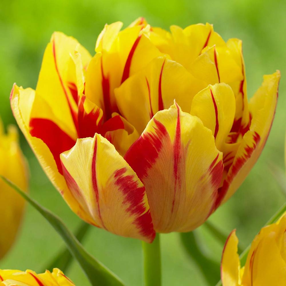 Tulip Monsella - Longfield Gardens