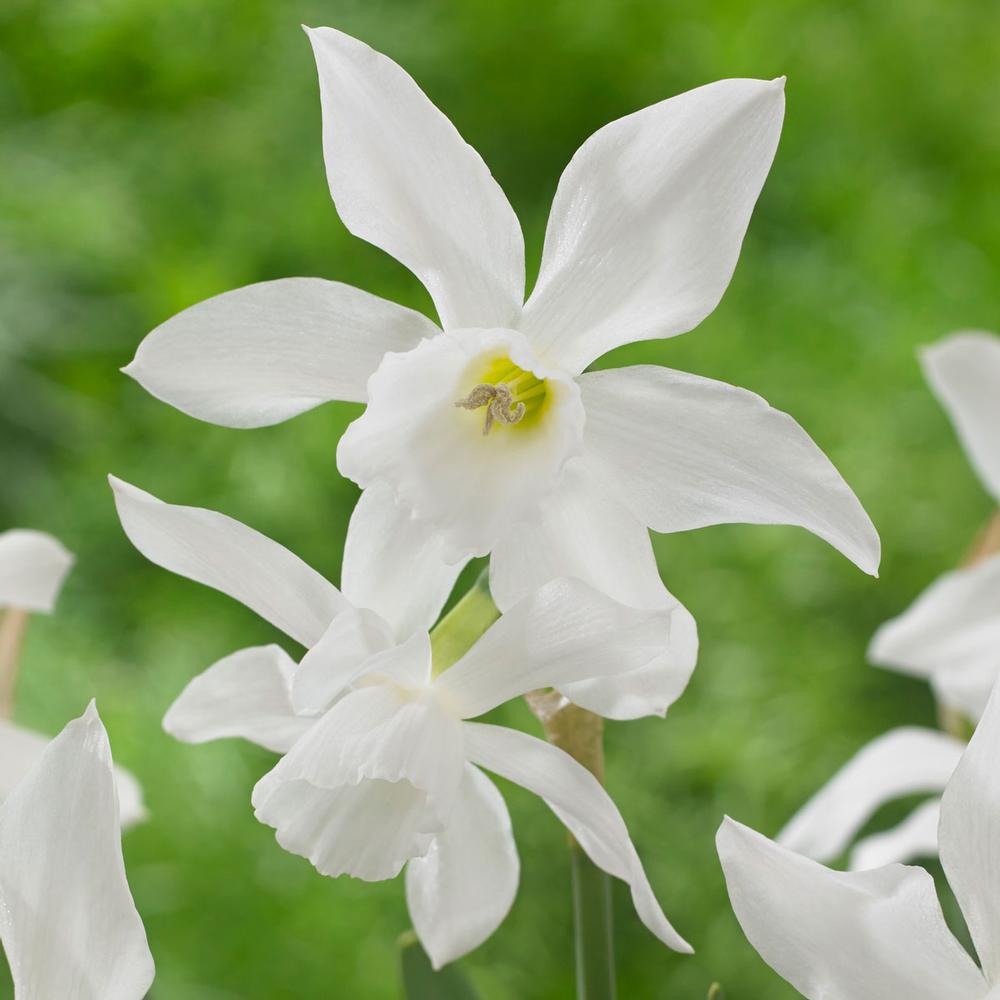 Daffodil (Narcissus) Thalia - Longfield Gardens