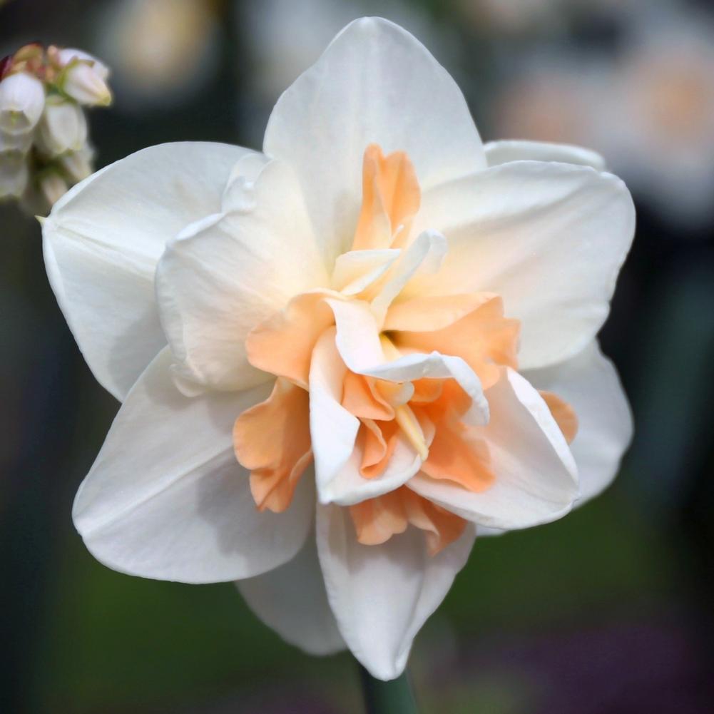 Daffodil (Narcissus) Delnashaugh - Longfield Gardens