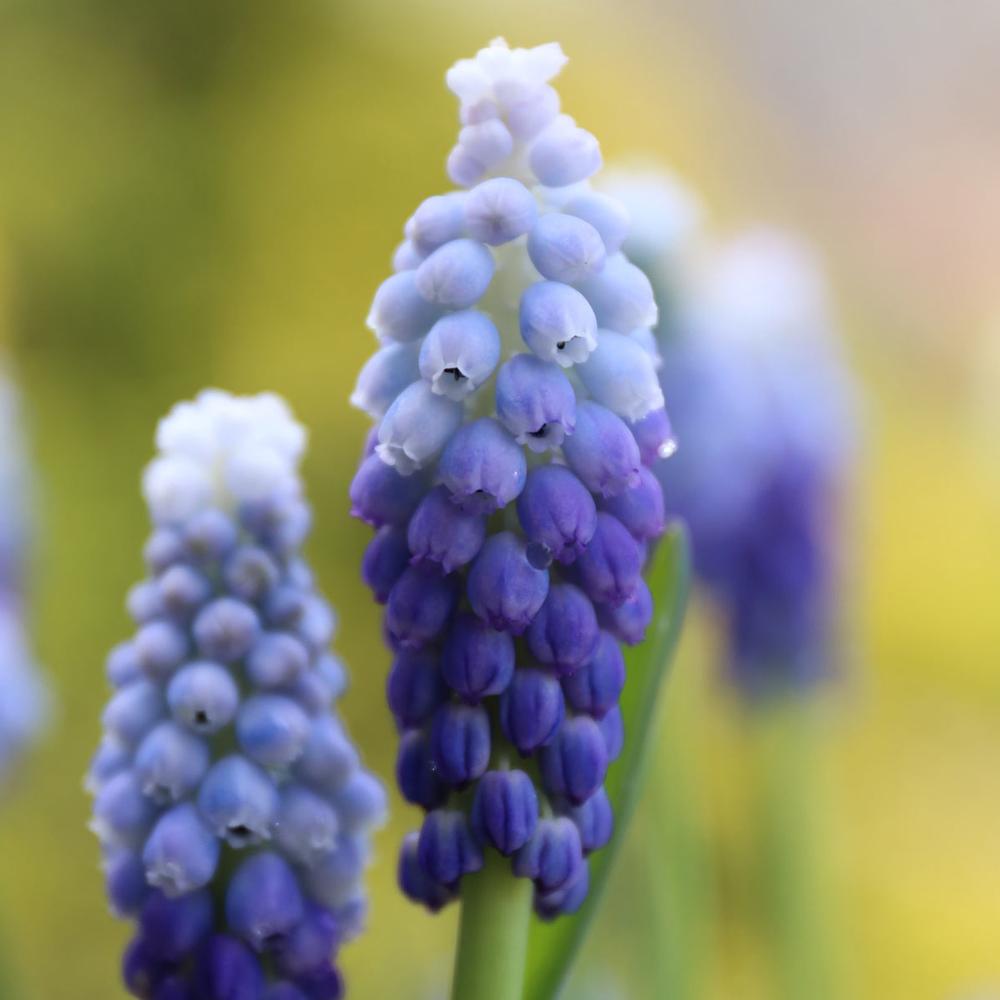 Muscari Ocean Magic - Longfield Gardens