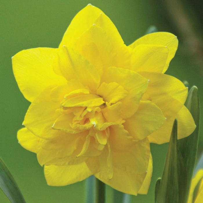 Daffodil (Narcissus) Golden Ducat - Longfield Gardens