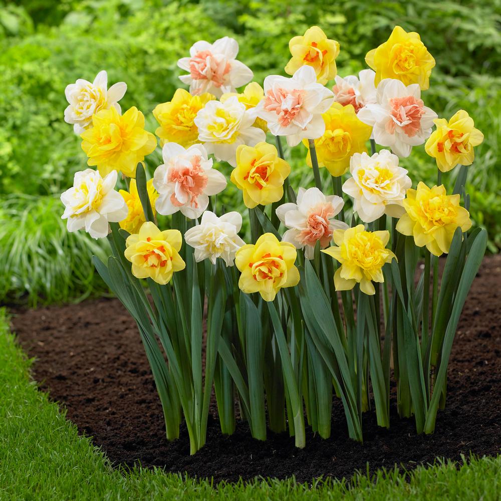 Daffodil (Narcissus) Double Mix - Longfield Gardens