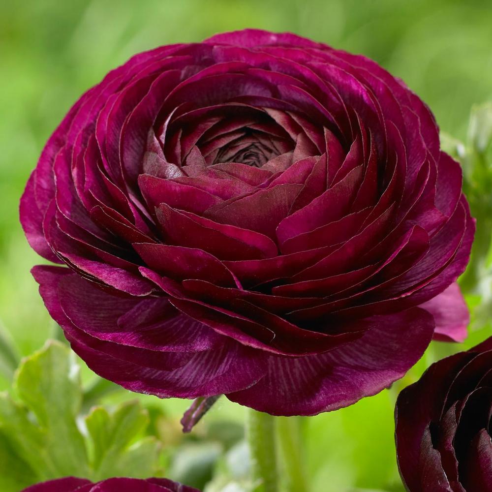 Ranunculus Purple - Longfield Gardens