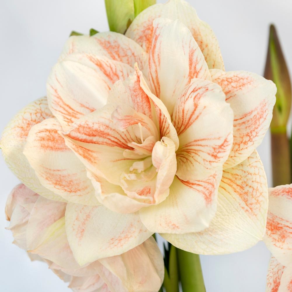 Amaryllis Nymph 34/36cm - Longfield Gardens