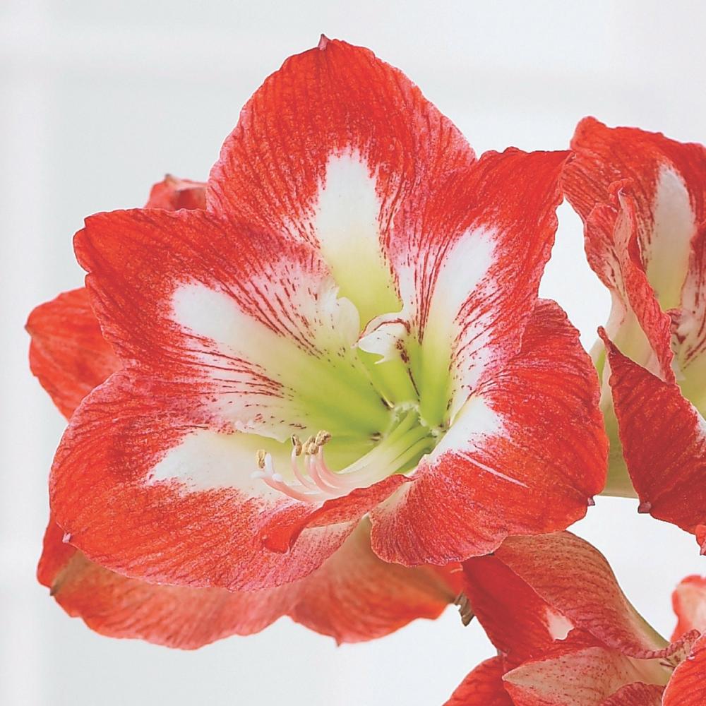 Amaryllis Minerva 28/30cm - Longfield Gardens