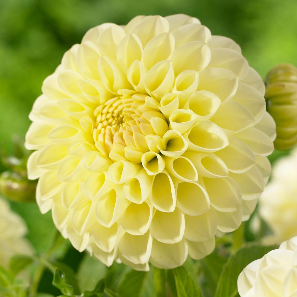 Dahlia Boom Boom Yellow - Longfield Gardens