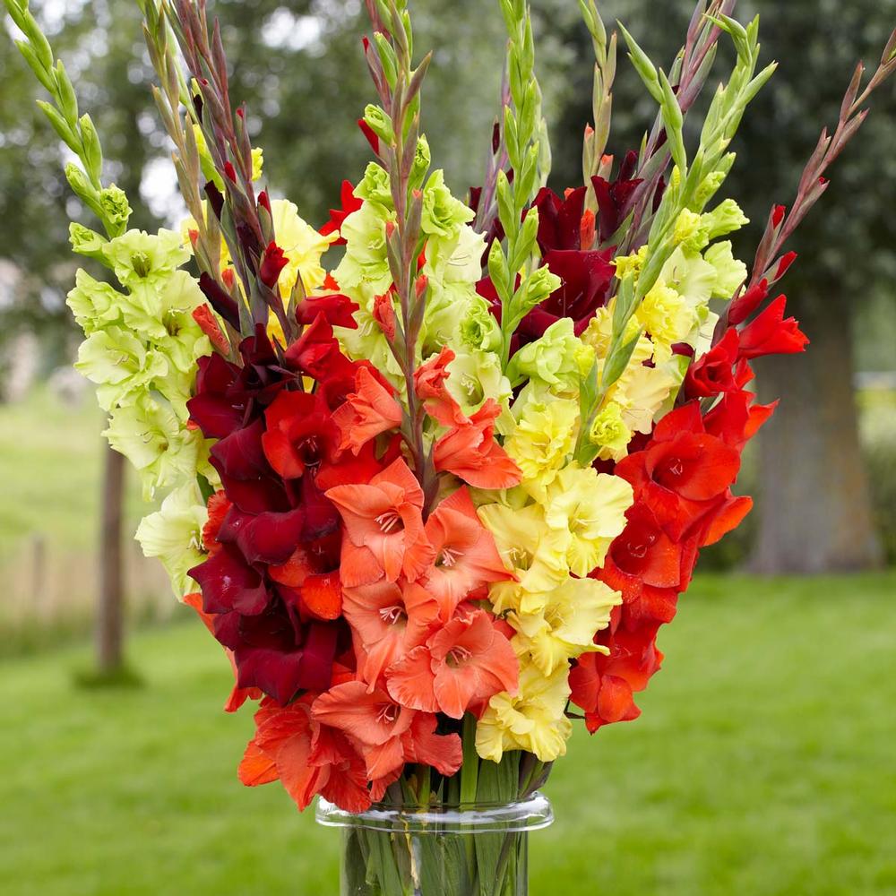 Gladiolus Sunset Mix - Longfield Gardens