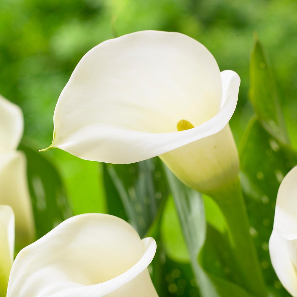 Calla Lily Crystal Clear - Longfield Gardens