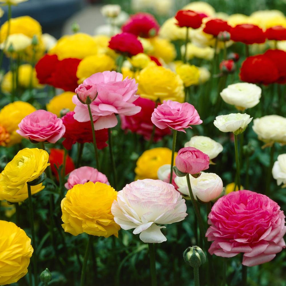 Ranunculus Assorted Colors - Longfield Gardens