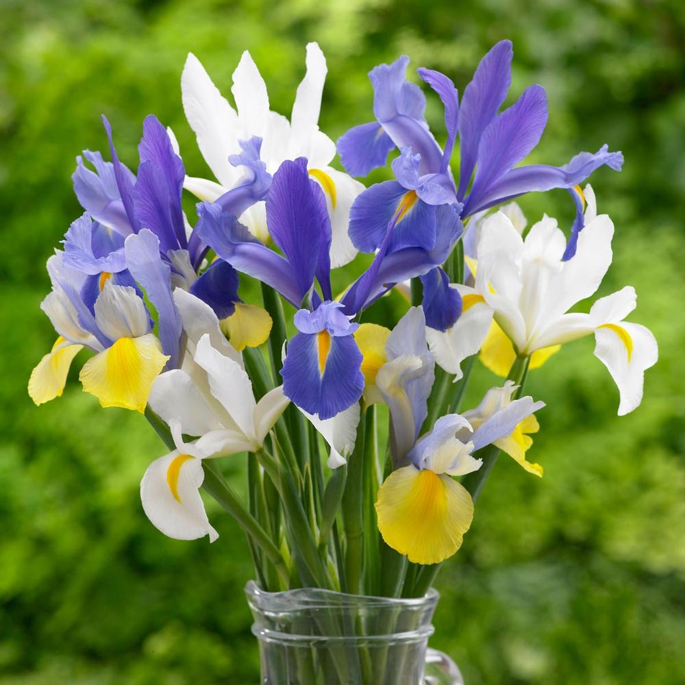 Dutch Iris Assorted Colors - Longfield Gardens