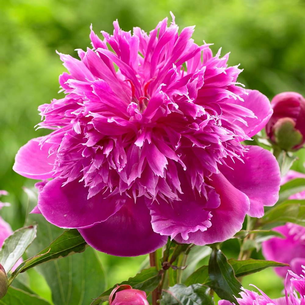 Peony Purple Spider - Longfield Gardens