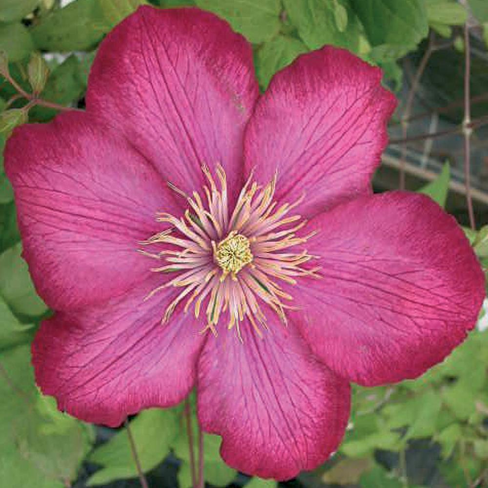 Clematis Ville de Lyon - Longfield Gardens