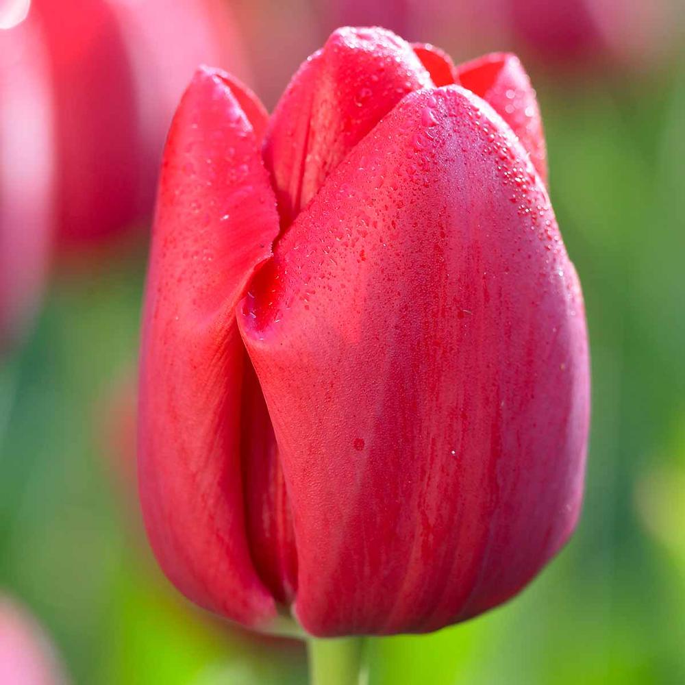 Tulip Bastogne - Longfield Gardens