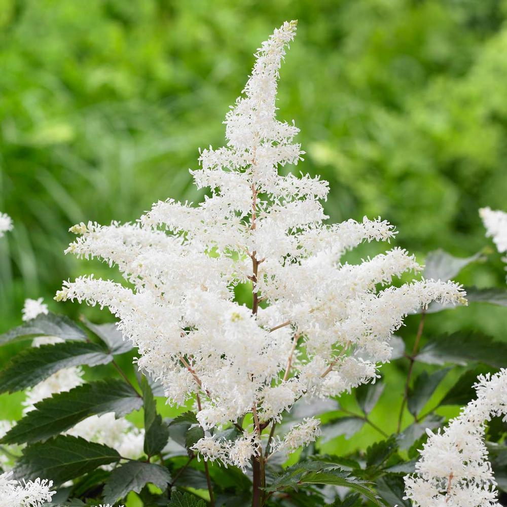 Astilbe Rock and Roll - Longfield Gardens