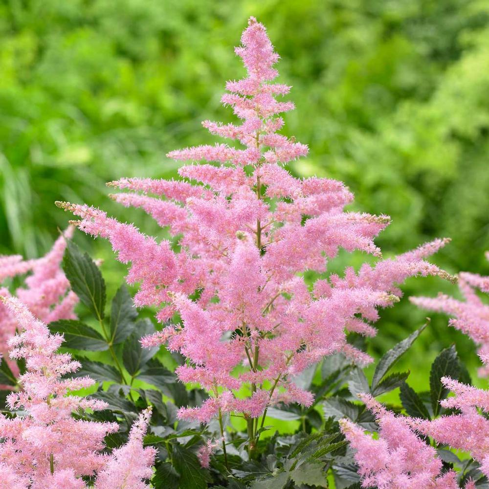 Astilbe Country and Western - Longfield Gardens