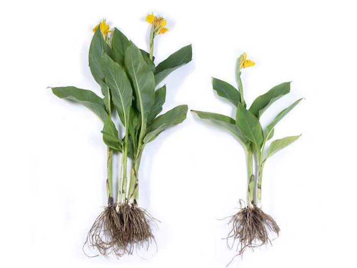 Quality Spring Planted Bulbs Canna