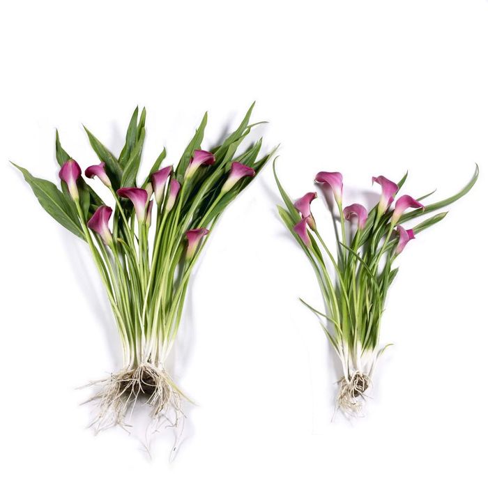 Quality Spring Planted Bulbs Calla