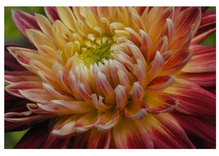 Dahlias on Parade
