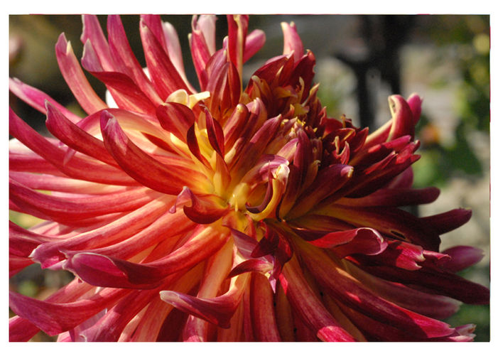 Dahlias on Parade