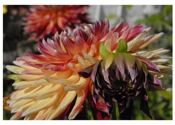 Dahlias on Parade