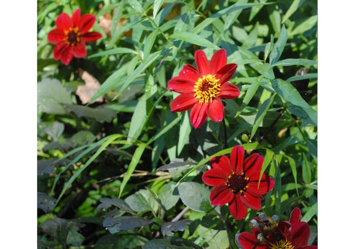 Dahlias on Parade
