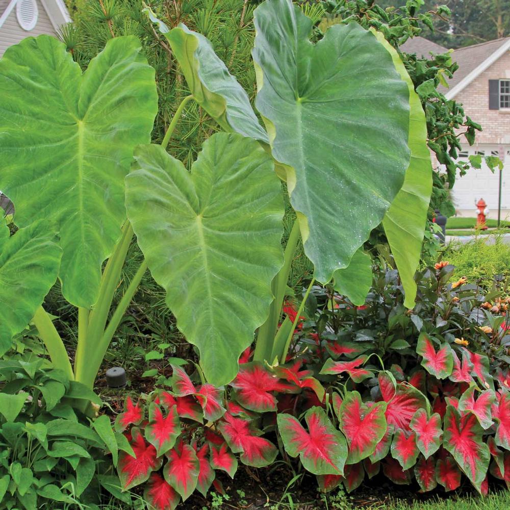 Colocasia Green & Caladium Florida Cardinal - Longfield Gardens Colocasia Green & Caladium Florida Cardinal - Longfield Gardens